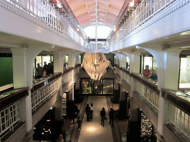 The Manchester Museum